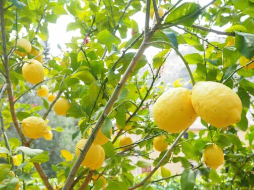 Nimbu- Kagazi Kalkatti Hybrid
