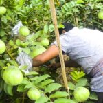 Embracing Innovation with Addu Hybrid Farming: A Sustainable Approach