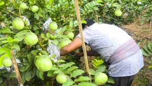 Read more about the article Embracing Innovation with Addu Hybrid Farming: A Sustainable Approach