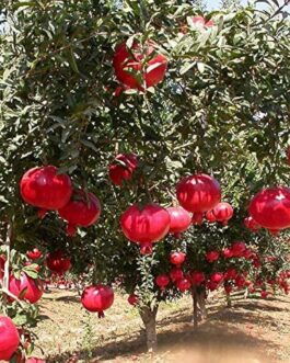 Anar Plant