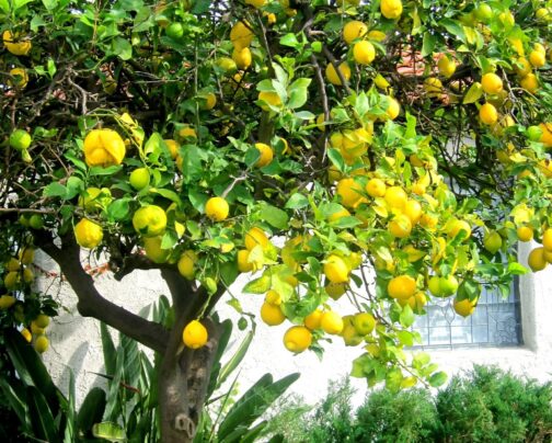 Nimbu- Kagazi Kalkatti Hybrid - Image 3