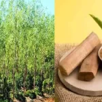 The Golden Opportunity of Chandan Farming: Cultivating Sandalwood for a Sustainable Future