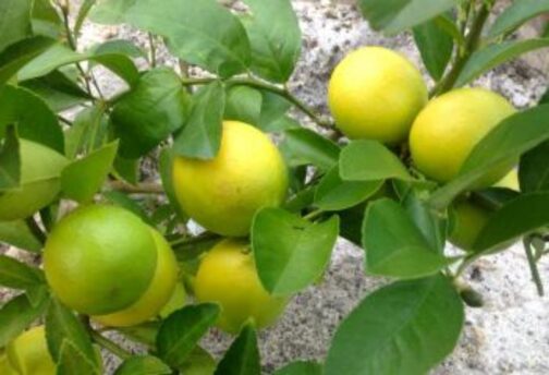Nimbu- Kagazi Kalkatti Hybrid - Image 2